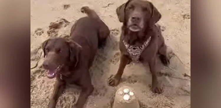 South Korea to ban eating dogs