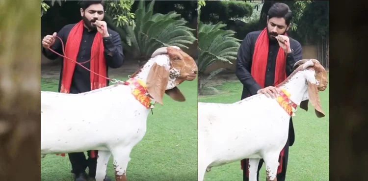 Goat enjoys Abrar-ul-Haq's Nach Majajan Nach performance, video goes viral