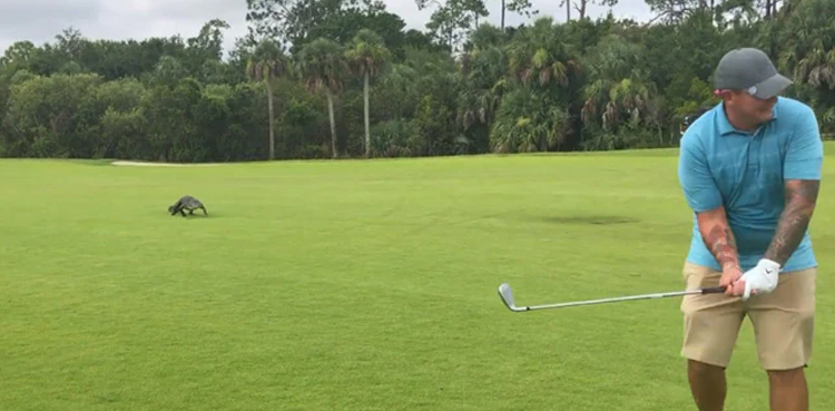 VIRAL: Man continues playing golf as alligator approaches from behind