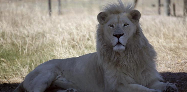Zoo now allowing visitors to sleep next to lions