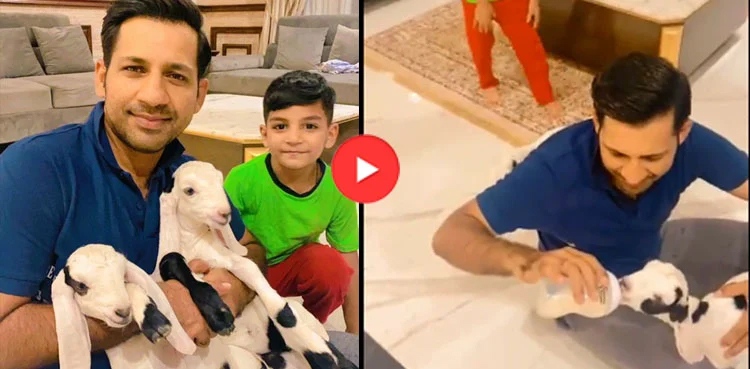 Sarfaraz Ahmed feeds milk to goats, video goes viral