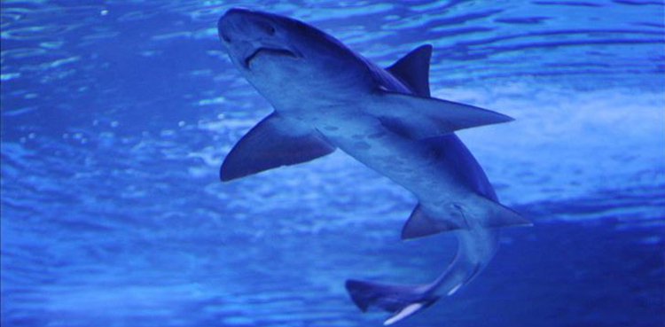 PTA chief says sharks can't damage submarine cables