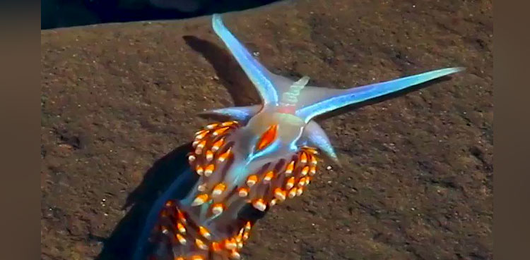 Viral video: Glowing sea slug crawling underwater