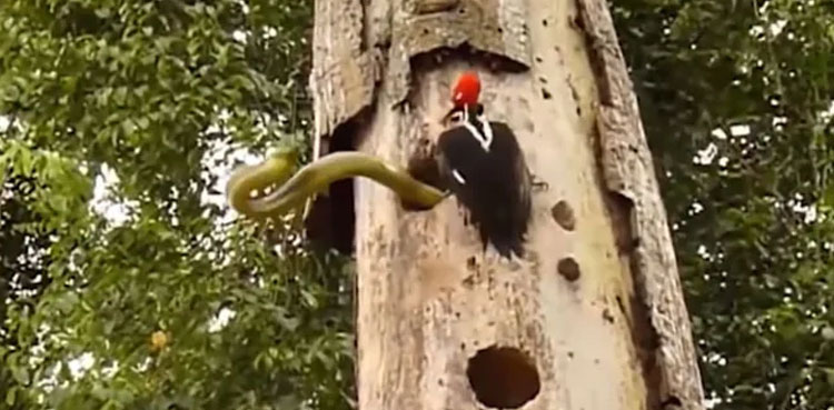 Woodpecker mom fights with snake stealing her eggs: Watch video