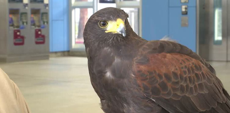 San Francisco metro system hires bird of prey to scare pigeons away