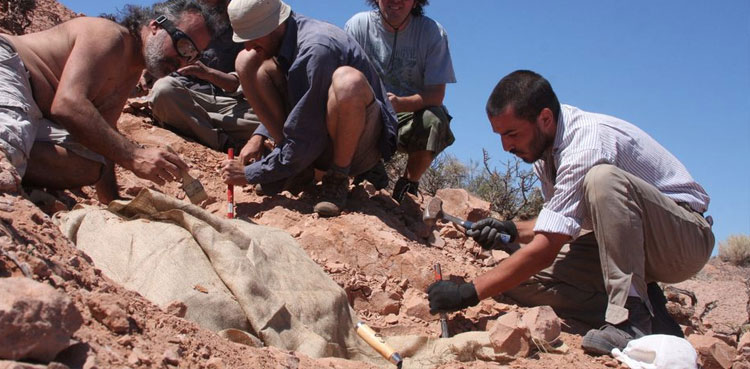 Remains of small armor-plated dinosaur unearthed in Argentina