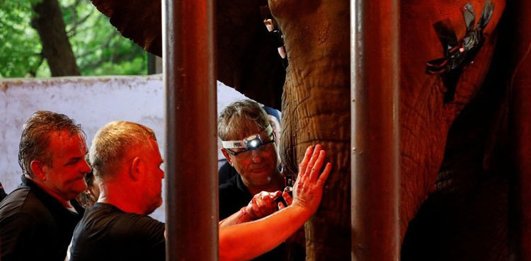 Pakistan's Madhubala elephant gets relief after years of dental pain