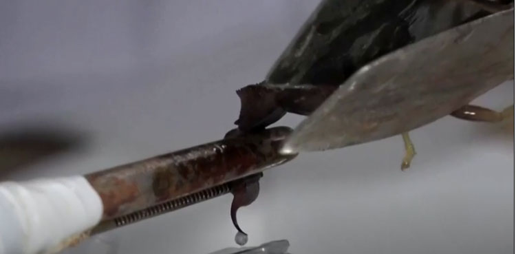 Turkish scorpion farmer milks arachnids for their expensive venom