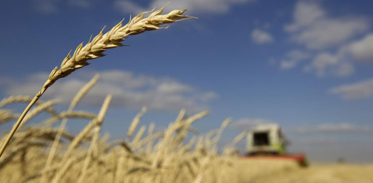 Jaffarabad: Thousands of wheat bags damaged in rain