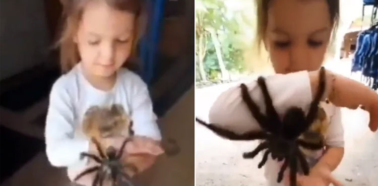 Viral video: Little girl plays with huge spiders