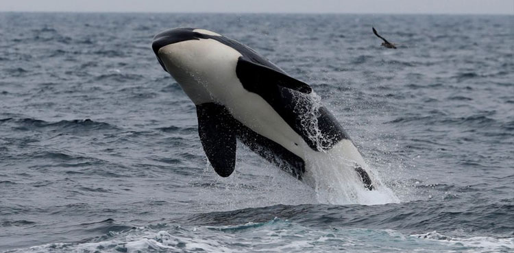 World’s wildlife more at risk than realised - study