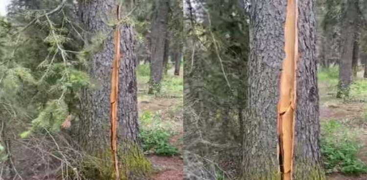 Viral: 'breathing tree' in Canada leaves internet baffled