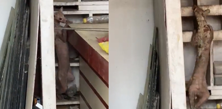 Viral: Video of ‘strange animal’ leaves internet guessing