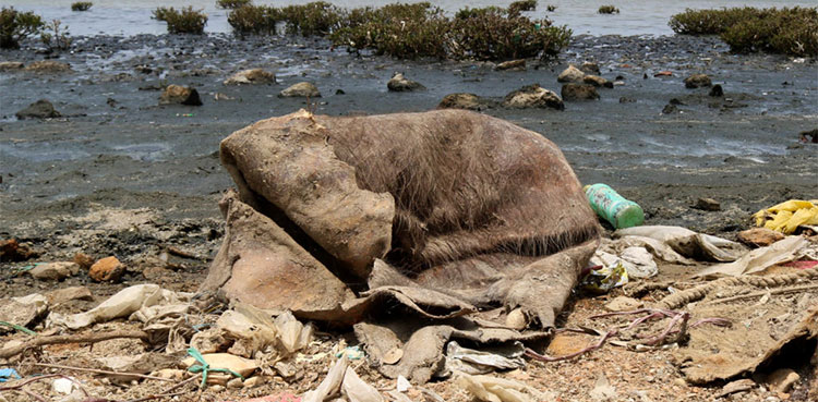 Wastewater causes a ‘manmade disaster’ for Karachi’s marine life