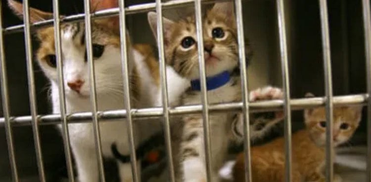 Indonesian market ends dog, cat meat trade