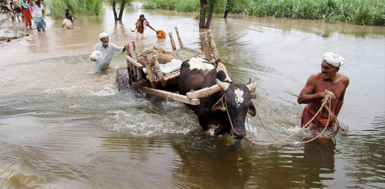 Floods, rains kill over 355,386 cattle in Sindh: Livestock Ministry