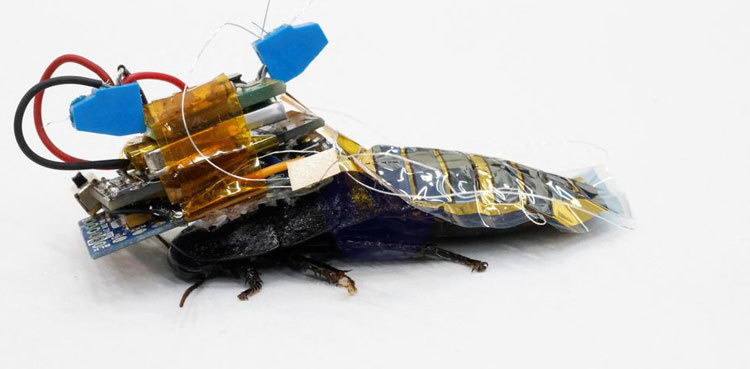 Meet Japan's cyborg cockroach, coming to disaster area near you