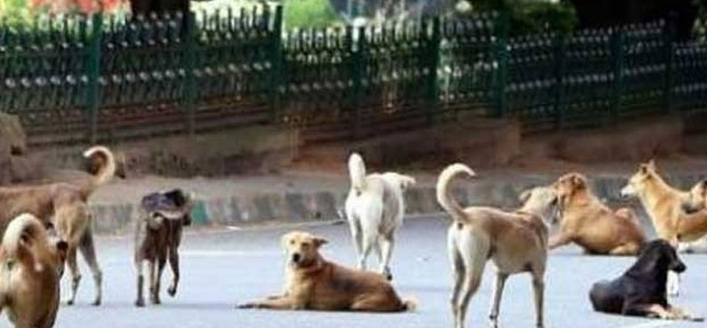 7-year-old boy mauled to death by stray dogs