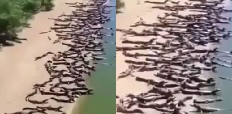 Viral video: Large number of crocodiles ‘invade’ Brazil beach