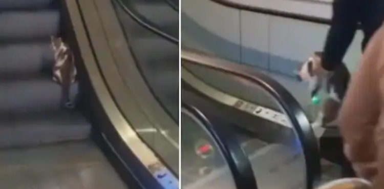 Hilarious video of cat trying to climb up escalator goes viral