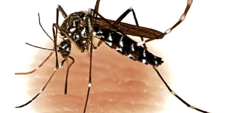 Pakistan reports 2795 dengue cases in last seven days