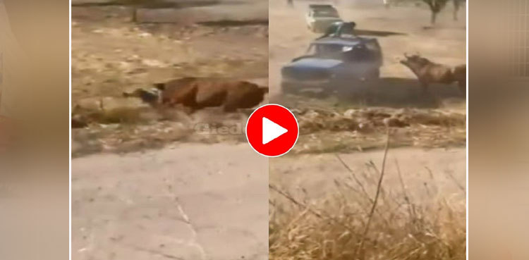 Viral: Man's attempt to save himself from bull attack amuses netizens