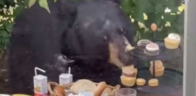 Bear eats cupcakes after crashing birthday party, video goes viral