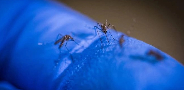 Rawalpindi: Dengue cases soar to 3,438, three reported dead