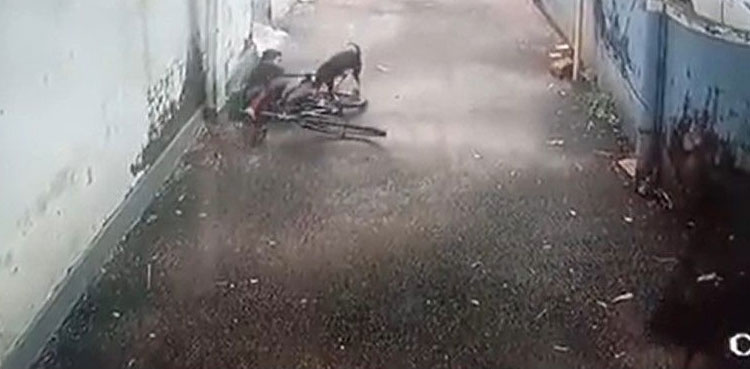 Horrific: Boy gets mauled by dog, video goes viral