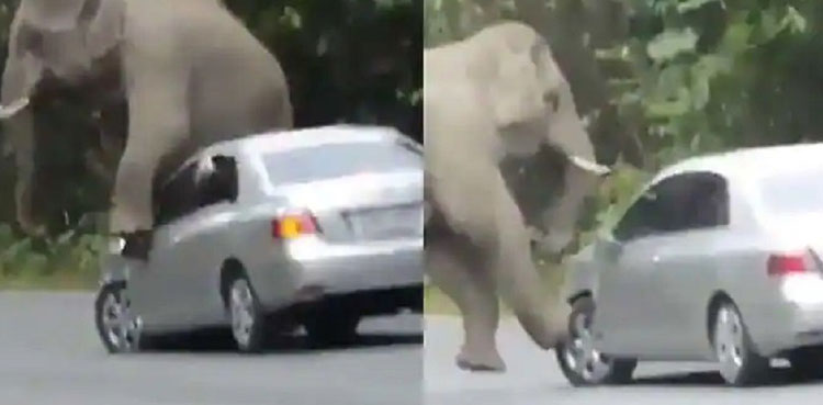 Elephant damages car while scratching its back, video goes viral