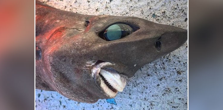 Shark with bulging eyes, pointed nose discovered in Australia
