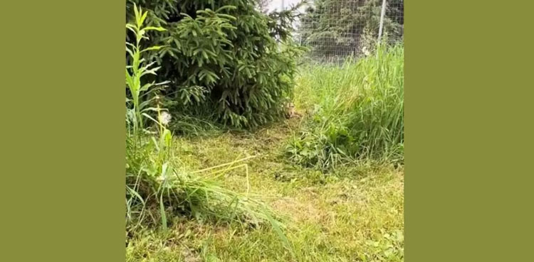 Optical illusion: Can you find hidden tiger in seven seconds?