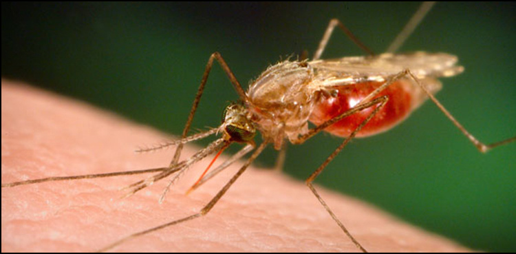 Malaria on the rise among children in Larkana