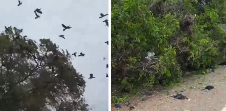 Viral video: Tree chopped down in India leaves hundreds of birds dead