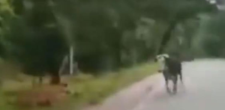 Bull scares tiger away, video goes viral