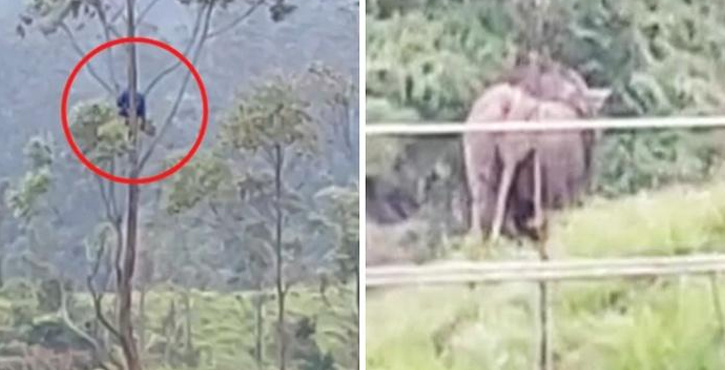 Viral: Kerala man sits atop tree to save life from wild elephants