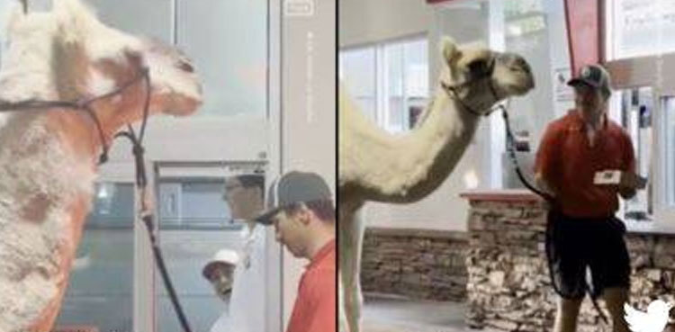 Watch: Camel walks into a restaurant’s drive-thru to order french fries