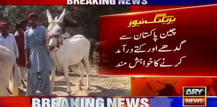China shows interest in importing donkeys from Pakistan