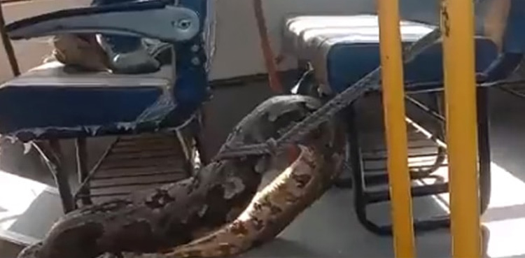 Video: Giant Python crawls inside a school bus in India