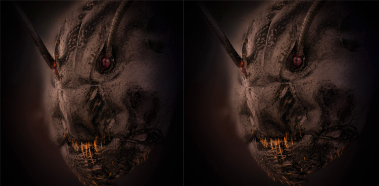 Viral close-up picture of ant leaves the world stunned