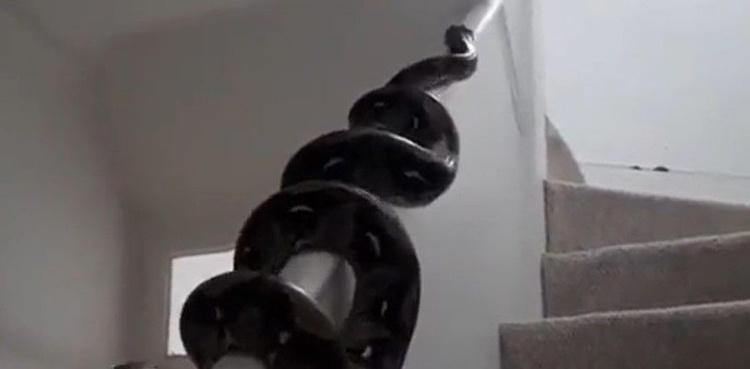 Viral video: Huge python crawling up handrail of staircase