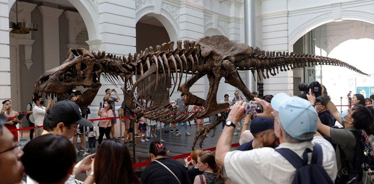 T-Rex skeleton draws crowds in Singapore before auction