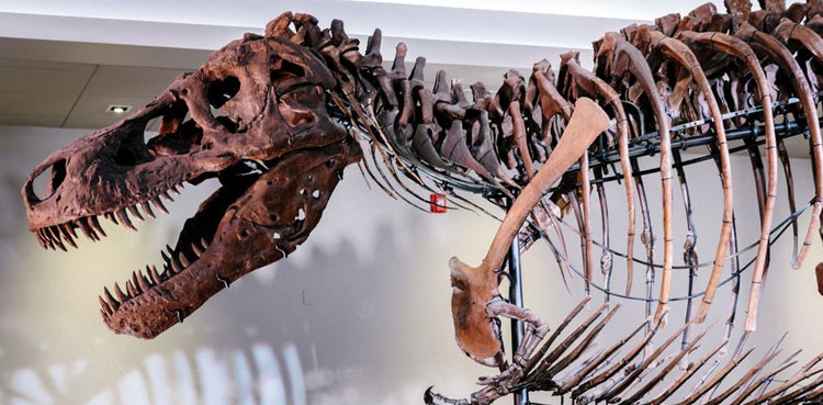 What caused holes in Sue the T. rex's jawbone? Scientists are stumped
