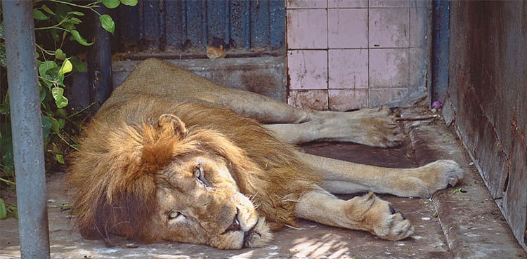 African lion dies at Karachi Zoo