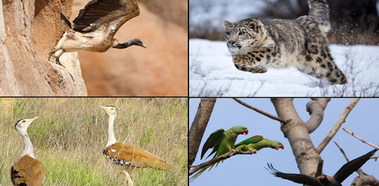 Pakistan's wildlife slumped 69% by since 1970 - WWF report