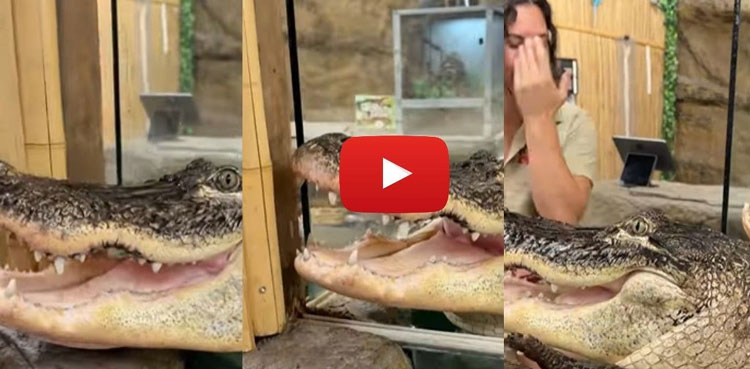 Woman laughs as alligator tries to eat her, video goes viral