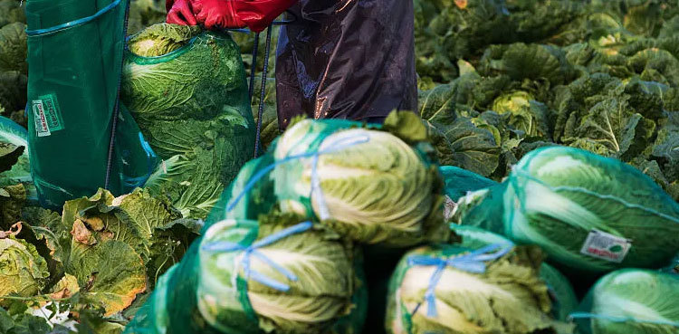 South Korea's govt is planning to store cabbages; here's why
