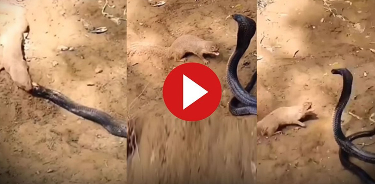 Viral video: Mongoose teaches king cobra a lesson, eats the venomous snake alive