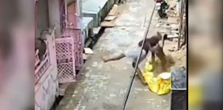Man gets karma when trying to hit monkey with stone, video goes viral