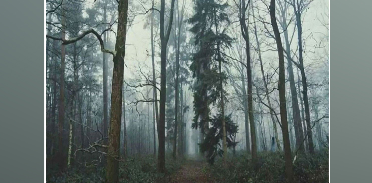 Optical illusion: Can you find the hidden sleeping fox in the forest?